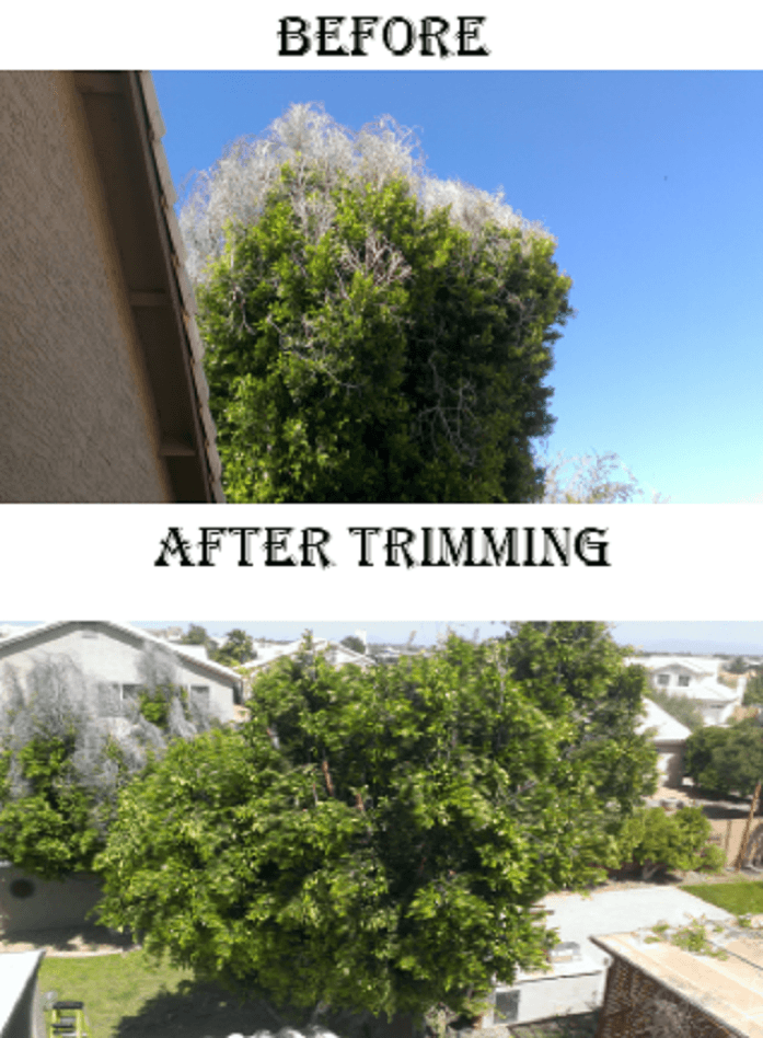Removal, Tempe after AZ planting tree